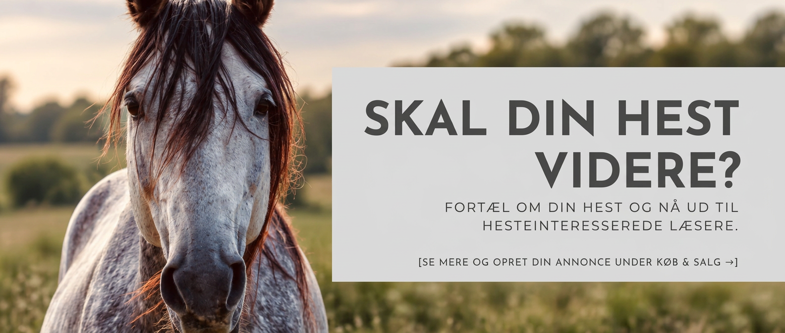 Skal din hest videre – indhold